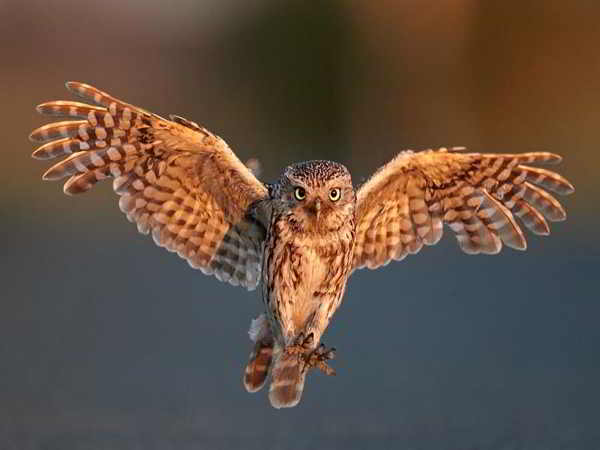 Chim bay vào nhà có điềm báo gì, đánh con số nào?